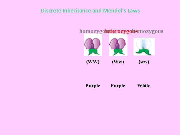 Discrete Inheritance and Mendel’s Laws homozygous heterozygous (WW) (Ww) (ww) Purple White 