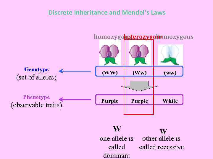 Discrete Inheritance and Mendel’s Laws homozygous heterozygous Genotype (set of alleles) Phenotype (observable traits)