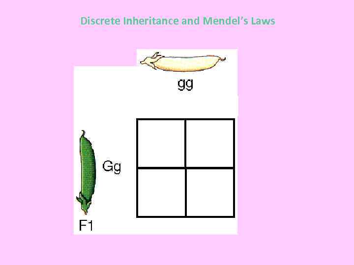 Discrete Inheritance and Mendel’s Laws 