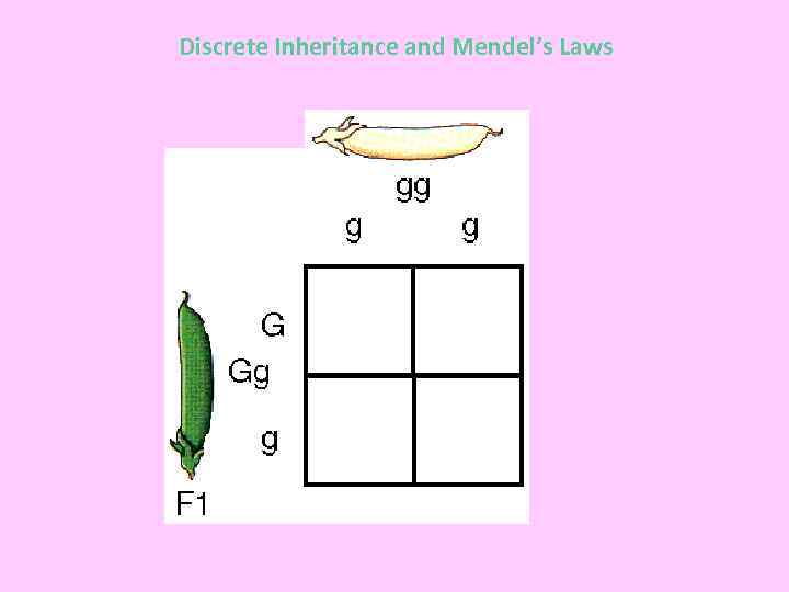 Discrete Inheritance and Mendel’s Laws 