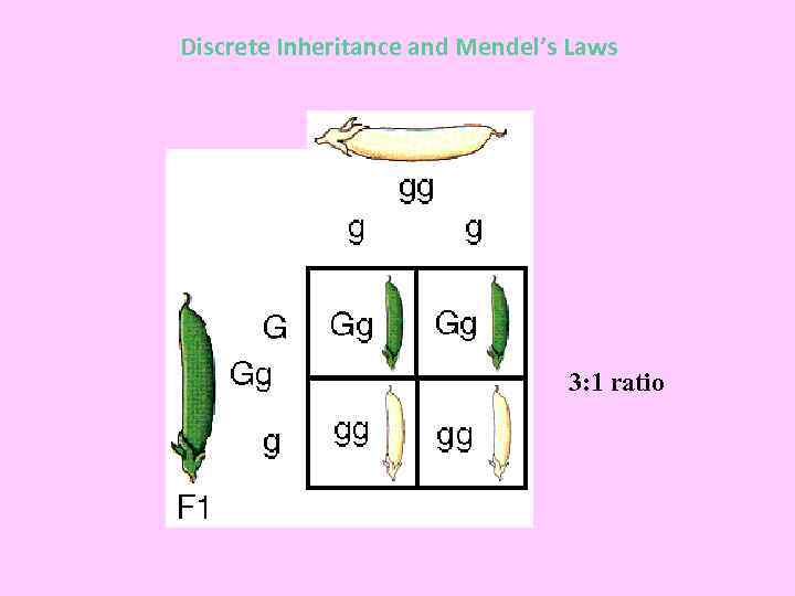 Discrete Inheritance and Mendel’s Laws 3: 1 ratio 