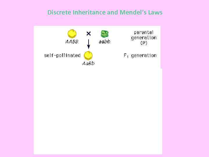 Discrete Inheritance and Mendel’s Laws 