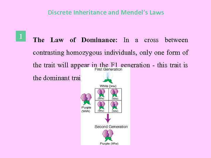 Discrete Inheritance and Mendel’s Laws 1 The Law of Dominance: In a cross between