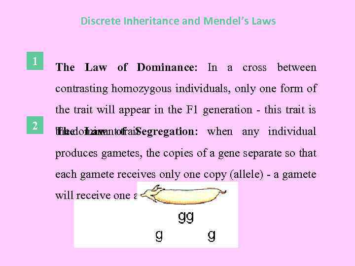 Discrete Inheritance and Mendel’s Laws 1 The Law of Dominance: In a cross between