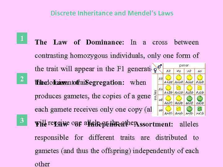 Discrete Inheritance and Mendel’s Laws 1 The Law of Dominance: In a cross between