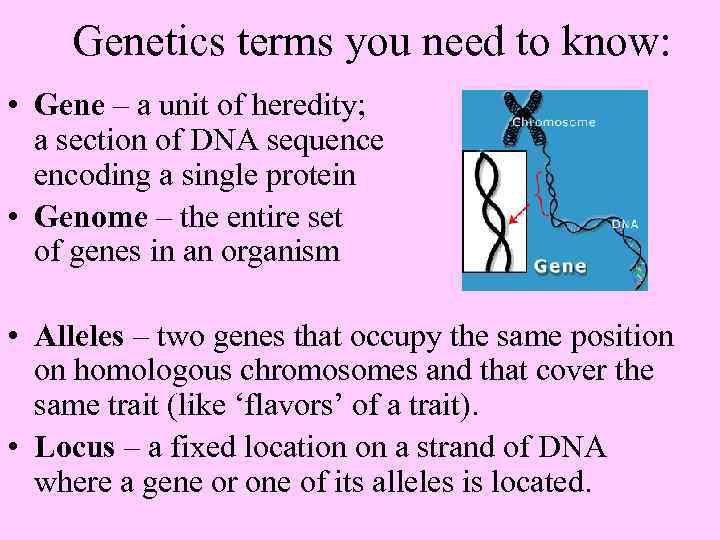 Genetics terms you need to know: • Gene – a unit of heredity; a