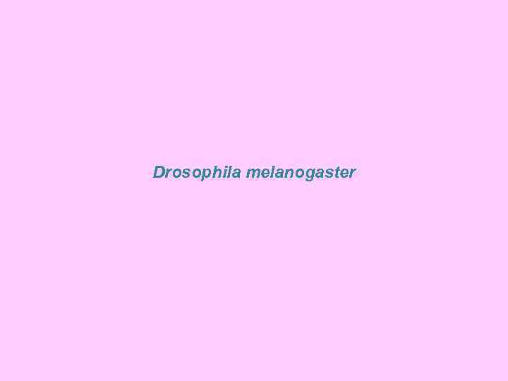 Drosophila melanogaster 