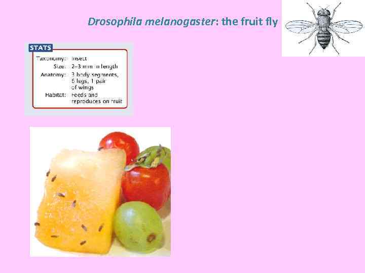 Drosophila melanogaster: the fruit fly 