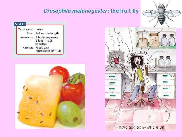 Drosophila melanogaster: the fruit fly 