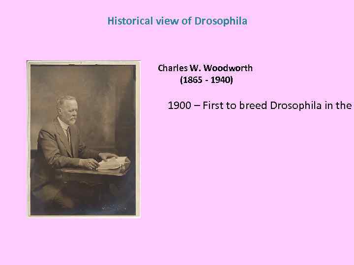 Historical view of Drosophila Charles W. Woodworth (1865 - 1940) 1900 – First to