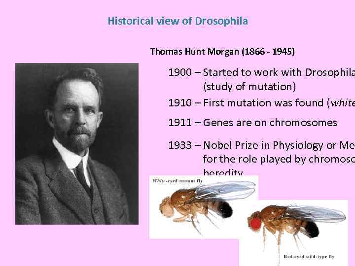 Historical view of Drosophila Thomas Hunt Morgan (1866 - 1945) 1900 – Started to