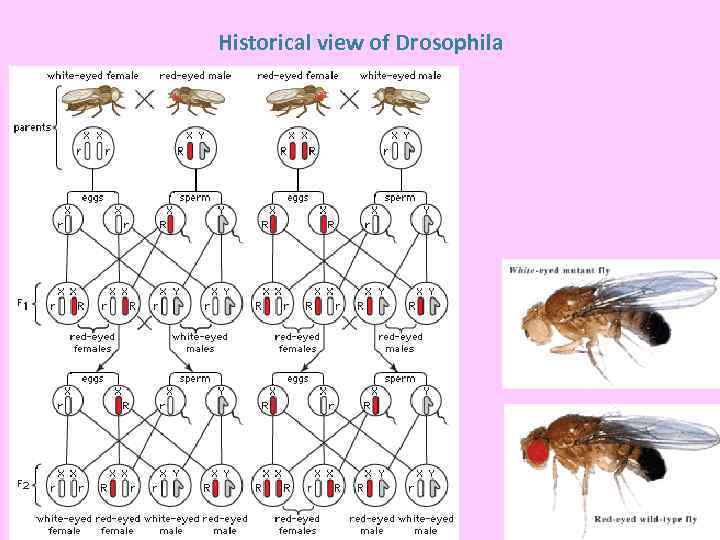 Historical view of Drosophila 