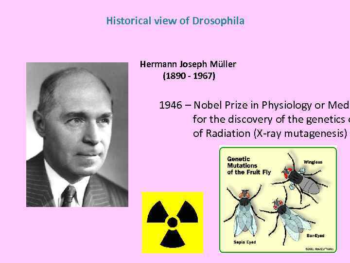 Historical view of Drosophila Hermann Joseph Müller (1890 - 1967) 1946 – Nobel Prize