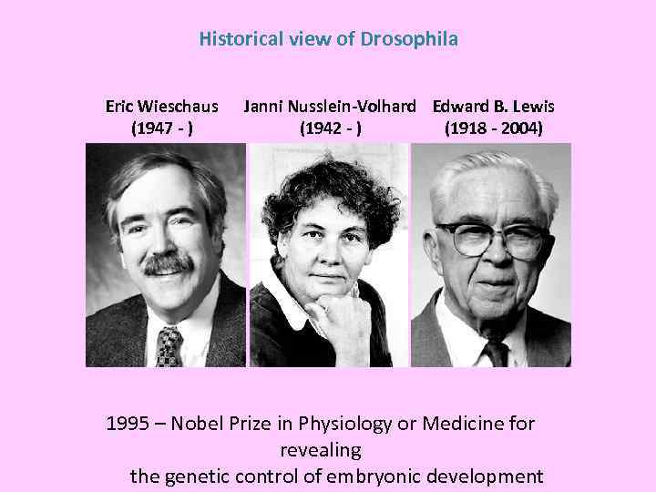 Historical view of Drosophila Eric Wieschaus (1947 - ) Janni Nusslein-Volhard Edward B. Lewis