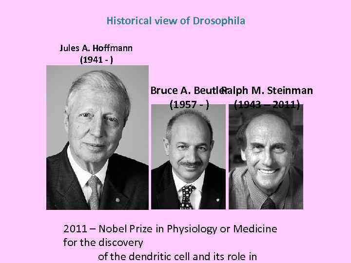 Historical view of Drosophila Jules A. Hoffmann (1941 - ) Bruce A. Beutler Ralph