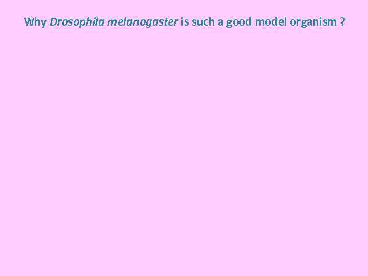 Why Drosophila melanogaster is such a good model organism ? 