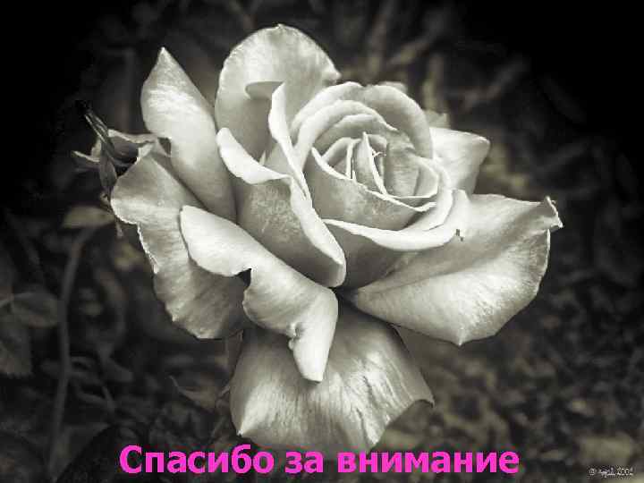 Спасибо за внимание 