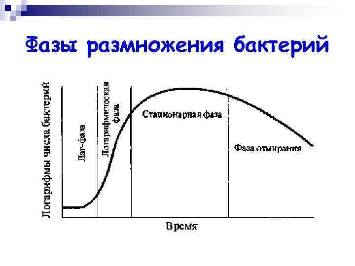 Размножение бактерий происходит по определенному плану выявите эту закономерность и распределите