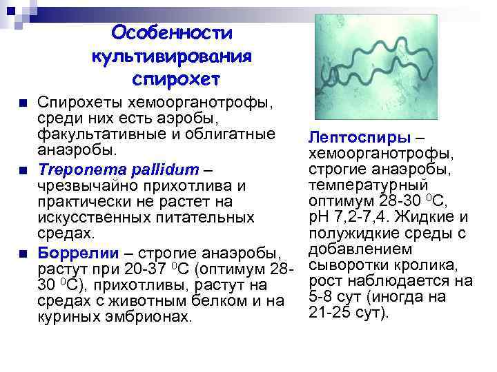 Особенности культивирования спирохет n n n Спирохеты хемоорганотрофы, среди них есть аэробы, факультативные и