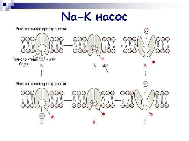 Na-K насос 