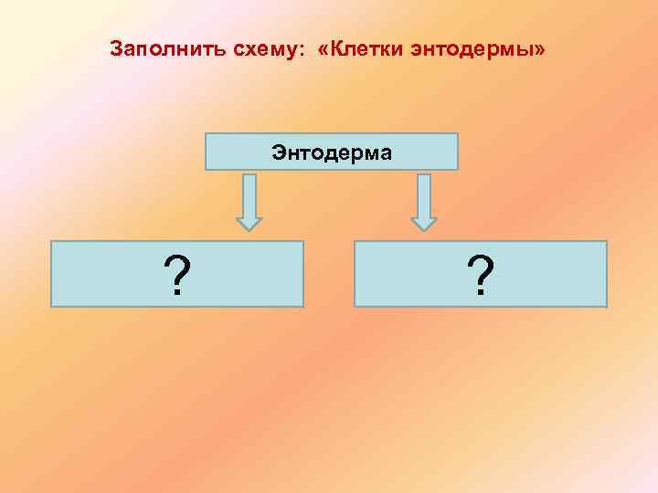 Заполнить схему: «Клетки энтодермы» Энтодерма ? ? 
