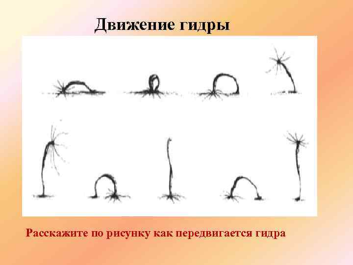 Движение гидры Расскажите по рисунку как передвигается гидра 
