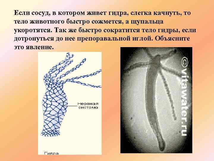 Если сосуд, в котором живет гидра, слегка качнуть, то тело животного быстро сожмется, а