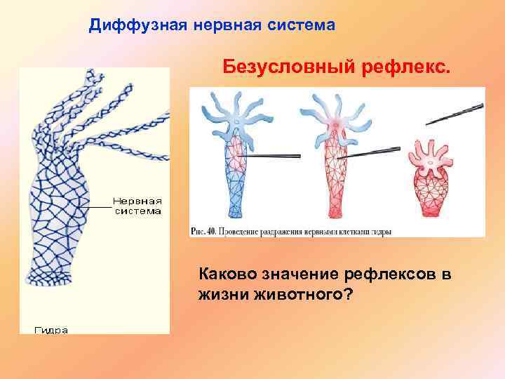 Диффузная нервная система Безусловный рефлекс. Каково значение рефлексов в жизни животного? 