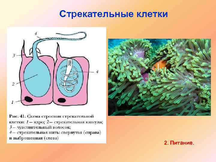 Стрекательные клетки 2. Питание. 