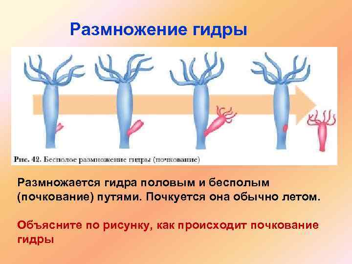 Размножение гидры Размножается гидра половым и бесполым (почкование) путями. Почкуется она обычно летом. Объясните