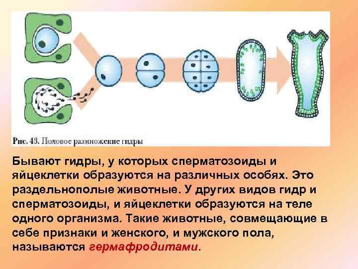 Бывают гидры, у которых сперматозоиды и яйцеклетки образуются на различных особях. Это раздельнополые животные.
