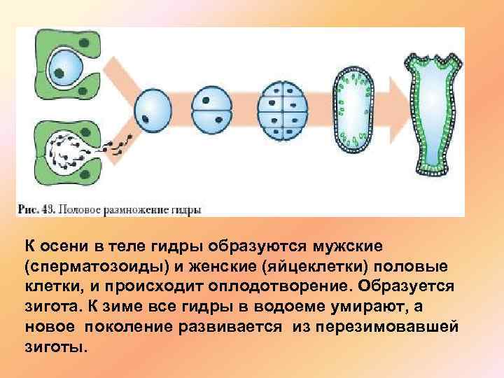 К осени в теле гидры образуются мужские (сперматозоиды) и женские (яйцеклетки) половые клетки, и