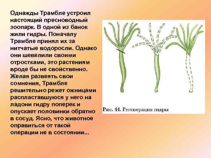 Однажды Трамбле устроил настоящий пресноводный зоопарк. В одной из банок жили гидры. Поначалу Трамбле