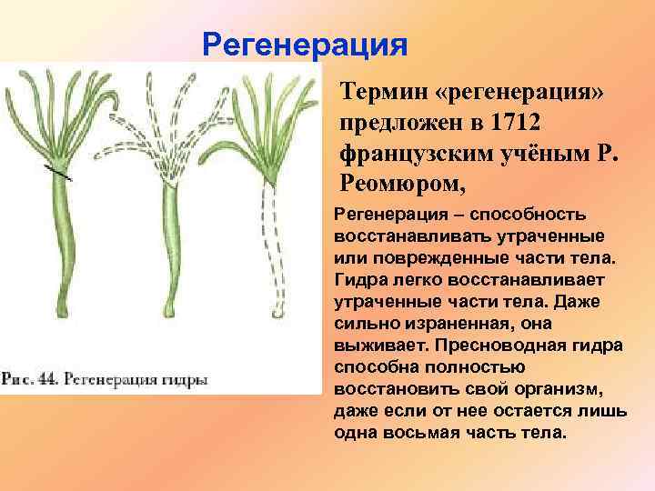 Регенерация Термин «регенерация» предложен в 1712 французским учёным Р. Реомюром, Регенерация – способность восстанавливать