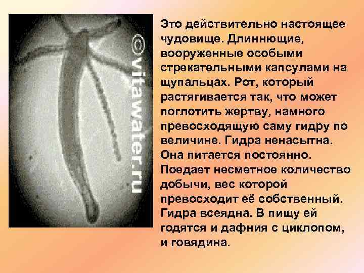 Это действительно настоящее чудовище. Длиннющие, вооруженные особыми стрекательными капсулами на щупальцах. Рот, который растягивается