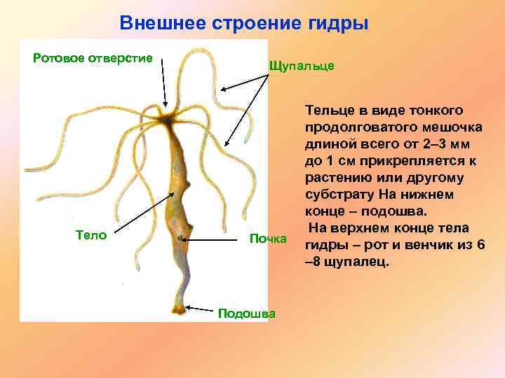 Внешнее строение гидры Ротовое отверстие Тело Щупальце Почка Подошва Тельце в виде тонкого продолговатого