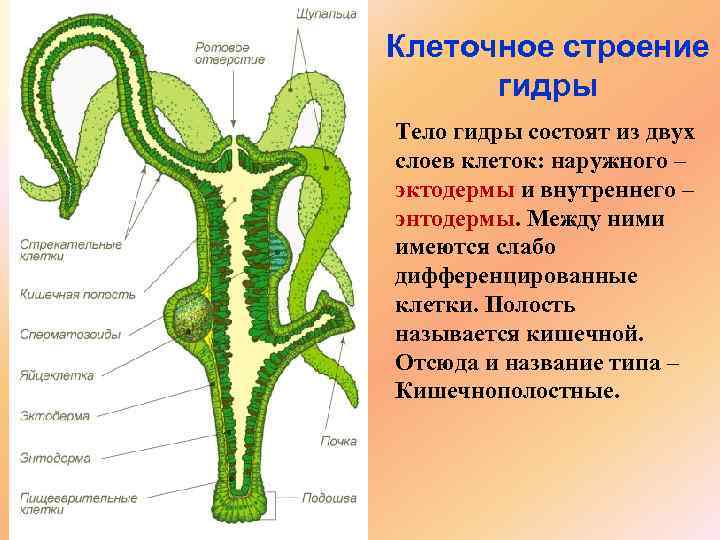 Клеточное строение гидры Тело гидры состоят из двух слоев клеток: наружного – эктодермы и