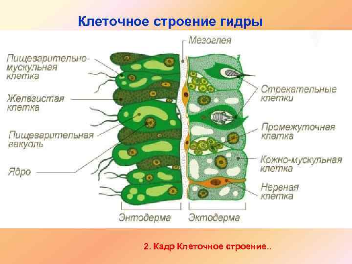 Клеточное строение гидры 2. Кадр Клеточное строение. . 