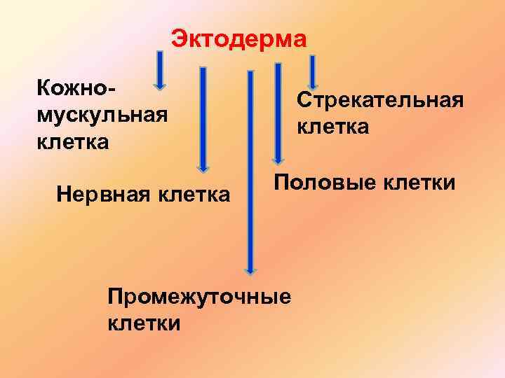 Эктодерма Кожномускульная клетка Нервная клетка Стрекательная клетка Половые клетки Промежуточные клетки 