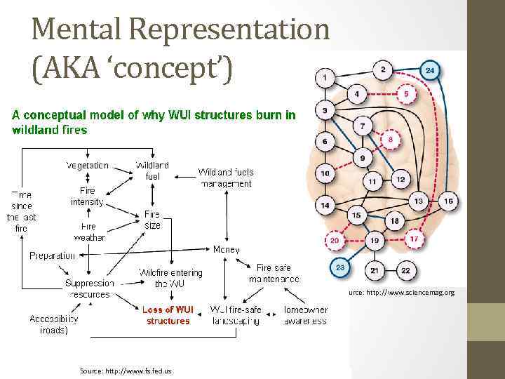 Mental Representation (AKA ‘concept’) Source: http: //www. sciencemag. org Source: http: //www. fs. fed.