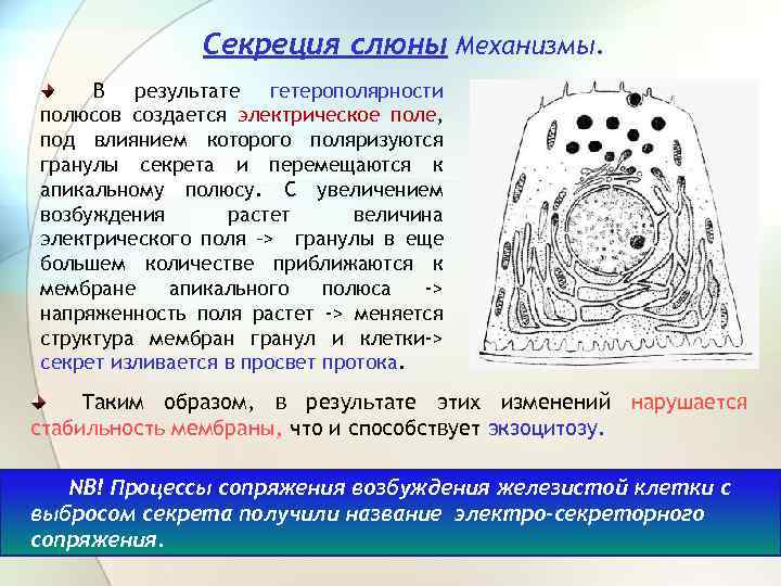 Секреция слюны Механизмы. В результате гетерополярности полюсов создается электрическое поле, под влиянием которого поляризуются