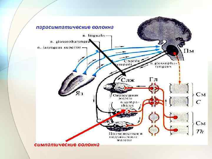 парасимпатические волокна 