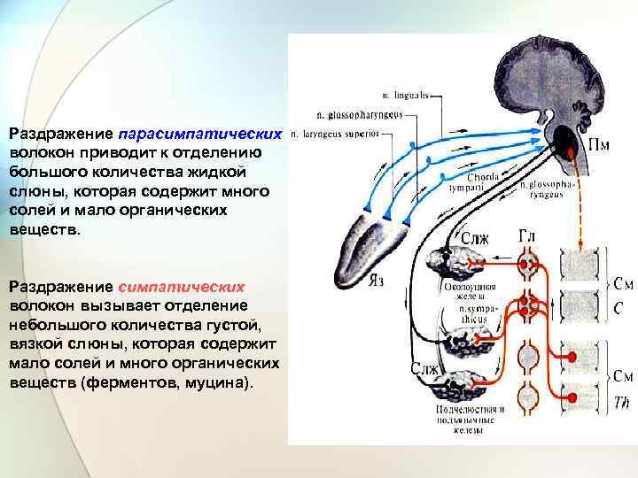 Раздражение парасимпатических волокон приводит к отделению большого количества жидкой слюны, которая содержит много солей