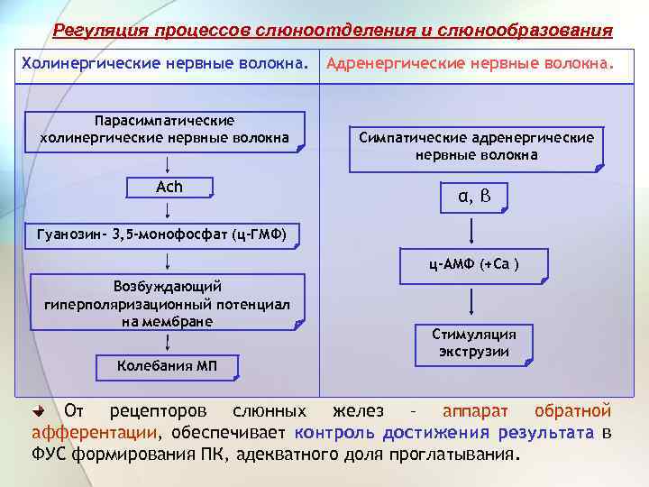 Регуляция процессов слюноотделения и слюнообразования Холинергические нервные волокна. Парасимпатические холинергические нервные волокна Ach Адренергические