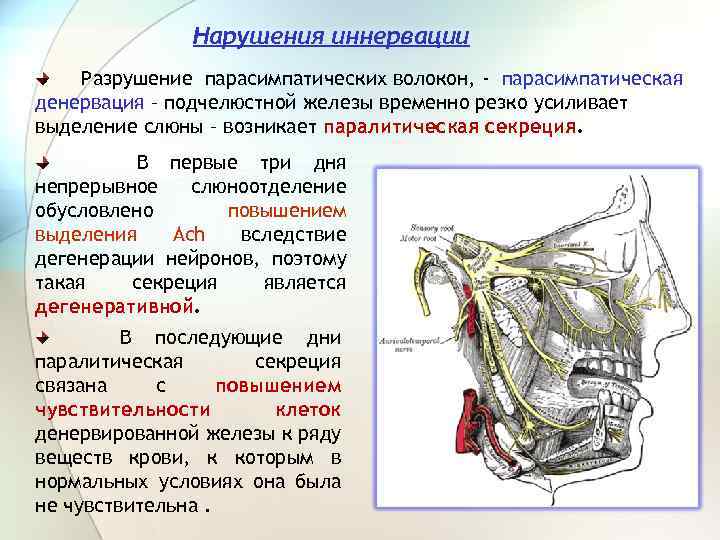 Нарушения иннервации Разрушение парасимпатических волокон, - парасимпатическая денервация – подчелюстной железы временно резко усиливает