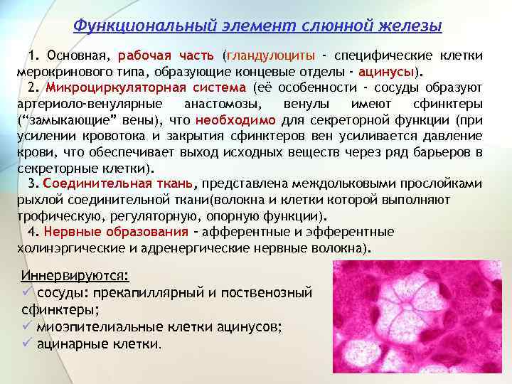 Функциональный элемент слюнной железы 1. Основная, рабочая часть (гландулоциты - специфические клетки мерокринового типа,
