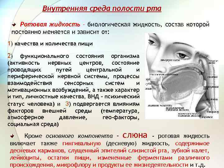 Внутренняя среда полости рта Ротовая жидкость – биологическая жидкость, состав которой постоянно меняется и