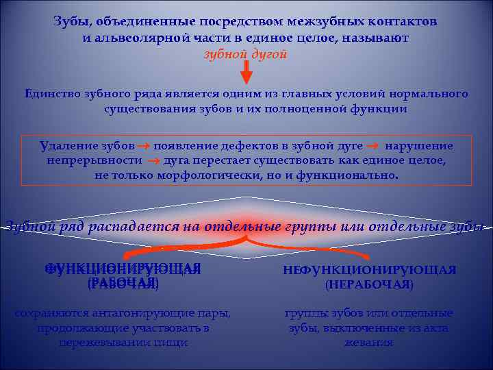 Зубы, объединенные посредством межзубных контактов и альвеолярной части в единое целое, называют зубной дугой