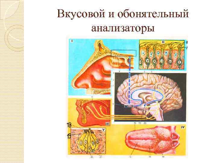 Обонятельный анализатор. Обонятельный анализатор 8 класс биология. Вкусовой анализатор человека биология 8 класс. Схемы вкусового и обонятельного анализатора. Строение обонятельного и вкусового анализаторов схема.