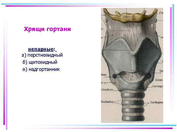 Хрящи гортани непарные: а) перстневидный б) щитовидный в) надгортанник 